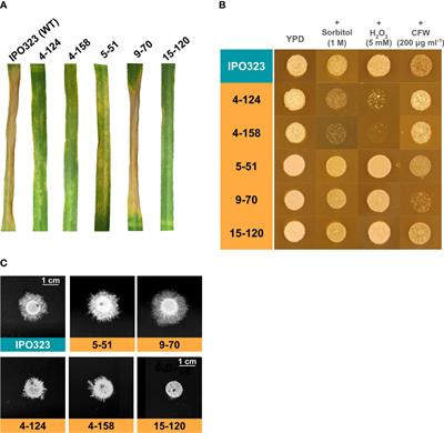 Frontiers Fungal plant pathogen mutagenomics reveals tagged